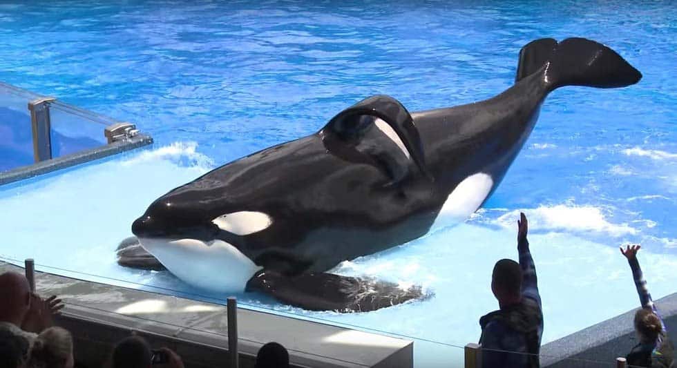 Späckhuggaren "Tilikum" under en show på SeaWorld. Notera hans ledsna fena.